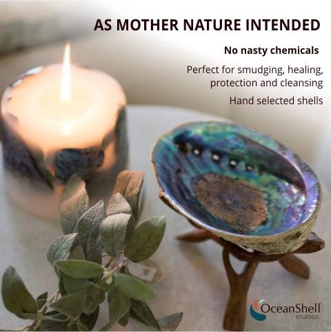 Ocean Shell Studios Premium Natural Abalone Shell with Stand