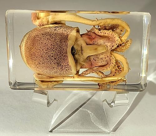 HQRP Crystal 2-38 Acrylic Display Stand Pedestal