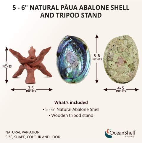 Ocean Shell Studios Premium Natural Abalone Shell with Stand