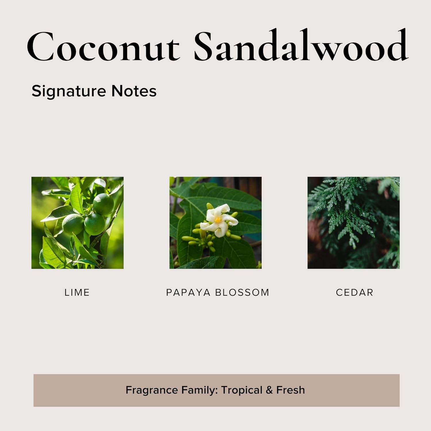 Broken Top Natural Reed Diffuser Set Coconut Sandalwood