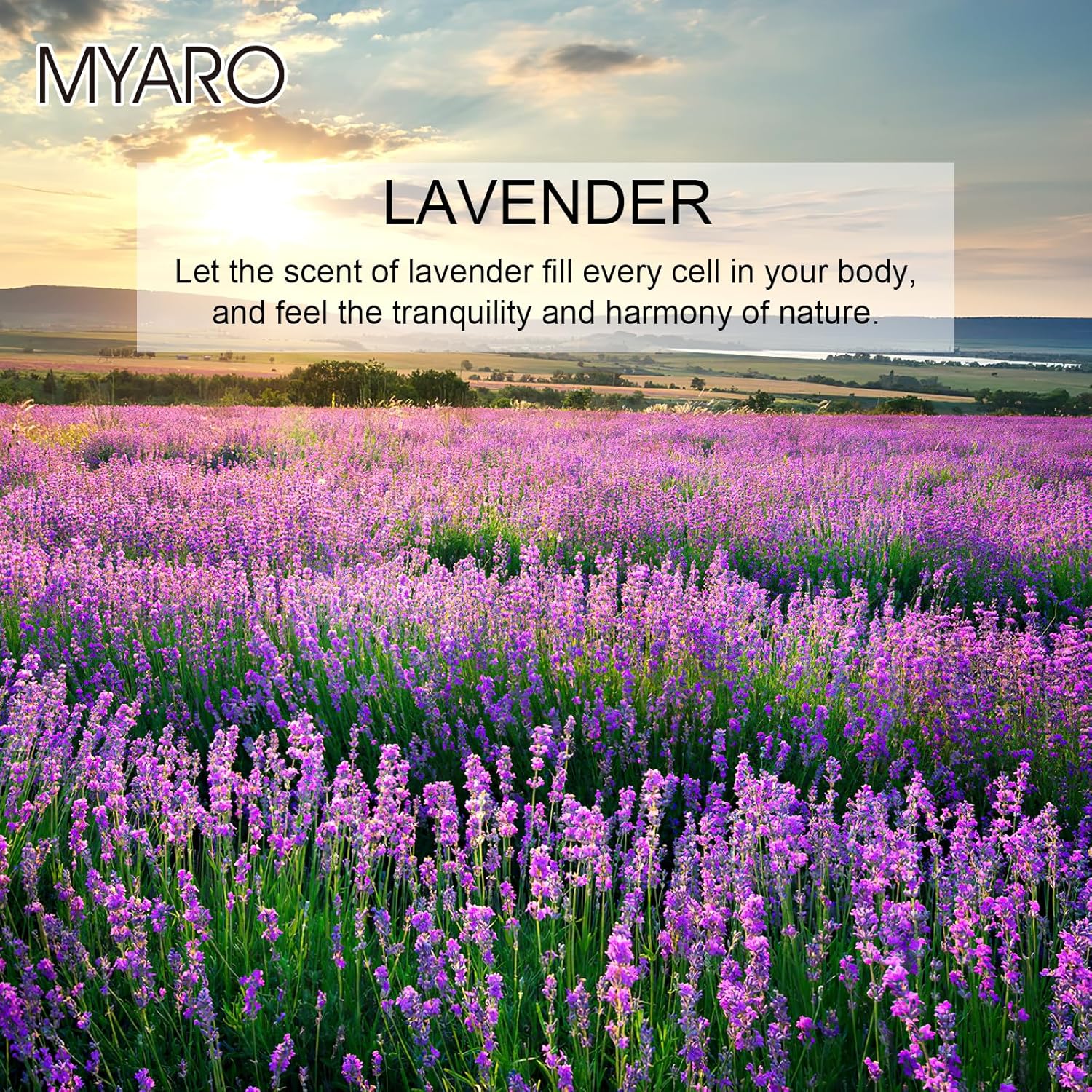 MYARO 12 Pack Lavender Scented Sachets for Drawer and Closet
