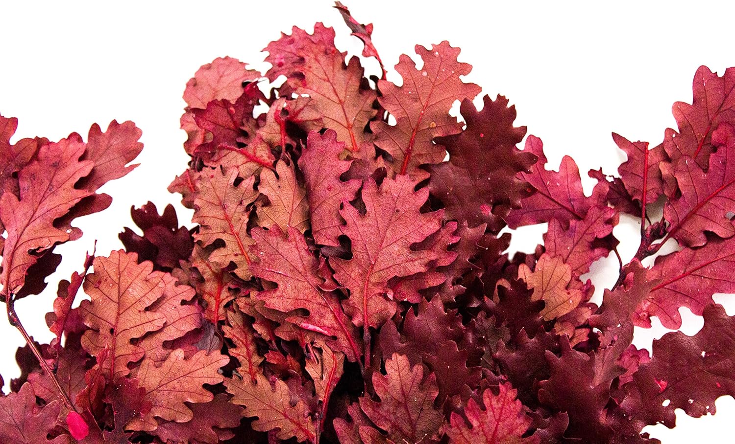 SuperMoss Dried Flowers Oak Red 40oz