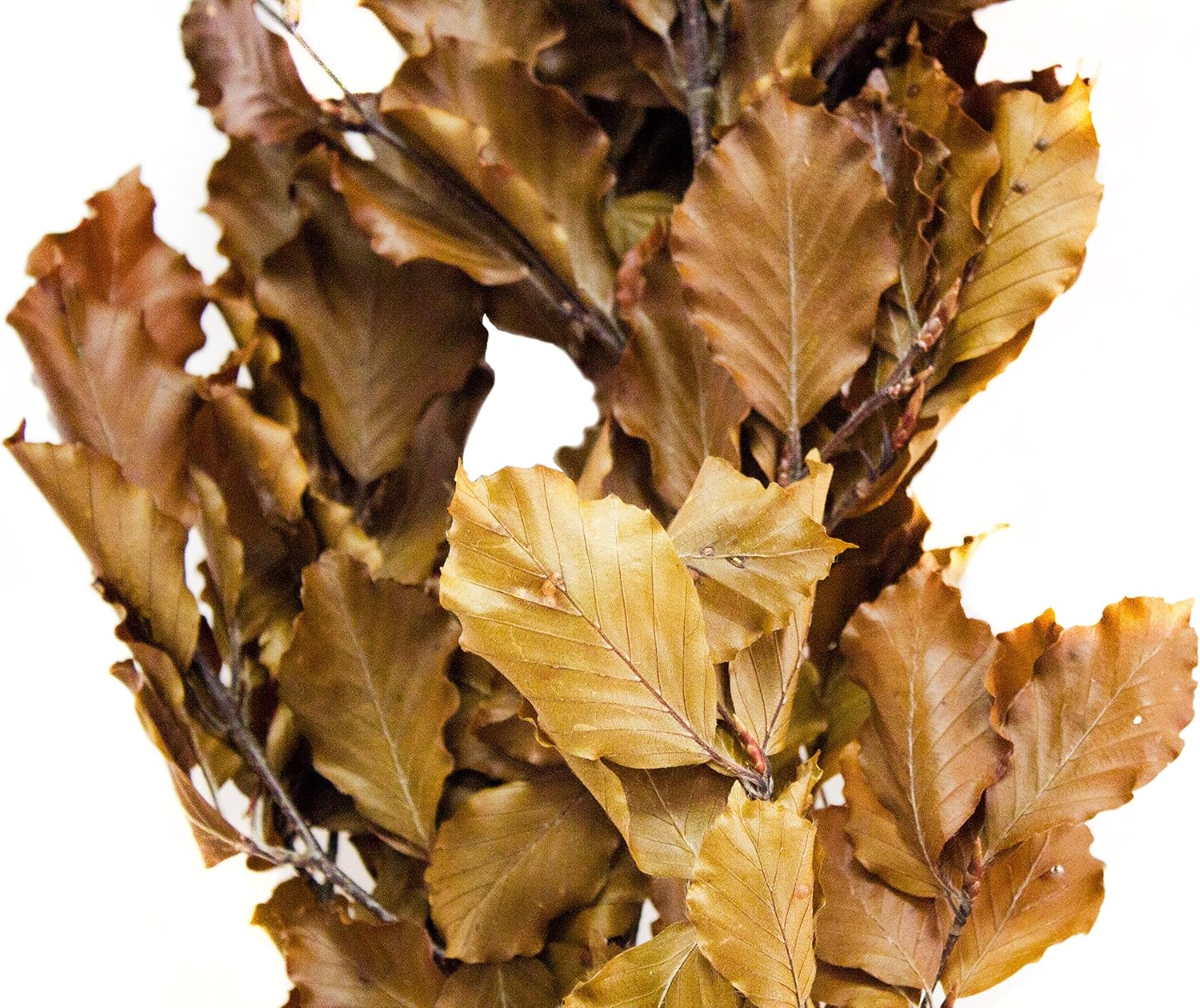SuperMoss 12024 Dried Flowers Beech Golden 35oz